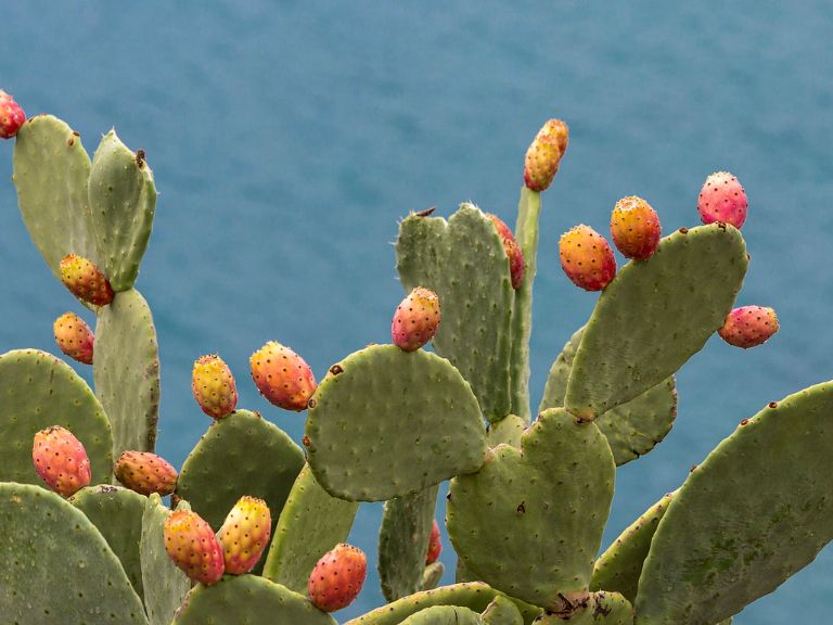 Prickly Pear Historical Uses - Learn About Prickly Pear Cactus | Gardening  Know How