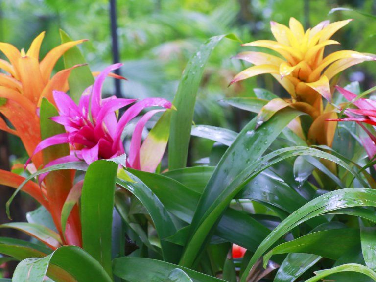 drip feeders for plants House Plant Focus Drip Feeders