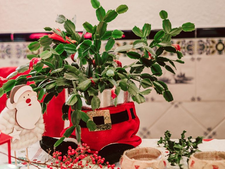 Christmas Cactus Origin: Learn The History Of Christmas Cactus Plants |  Gardening Know How