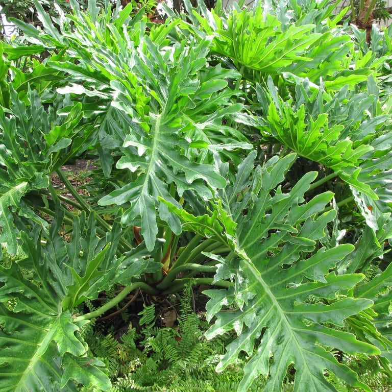Tree Philodendron Care - Growing Requirements For Philodendron Selloum |  Gardening Know How