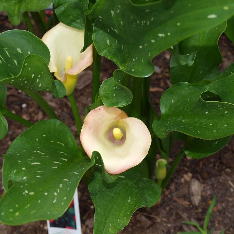 elephant ear plant sale COLOCASIA ESCULENTA | organically grown tropical plants main image 1