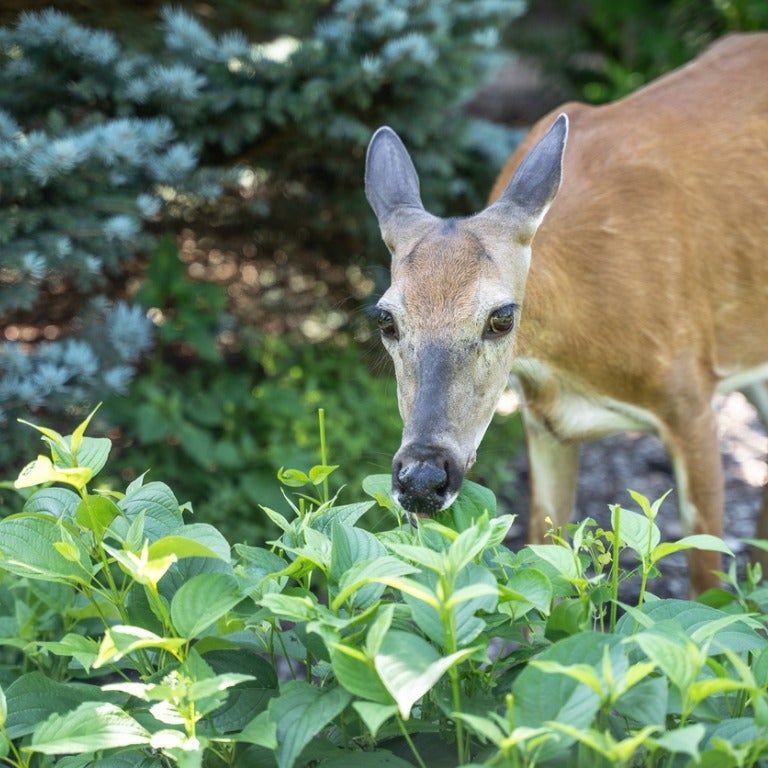 Deer Resistant Shade Flowers  Planting Shade Flowers Deer Won't Eat |  Gardening Know How