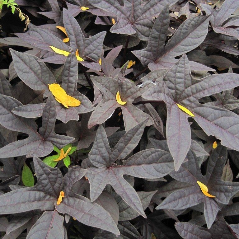 Growing Sweet Potato Vines - Care Of Ornamental Sweet Potato | Gardening  Know How