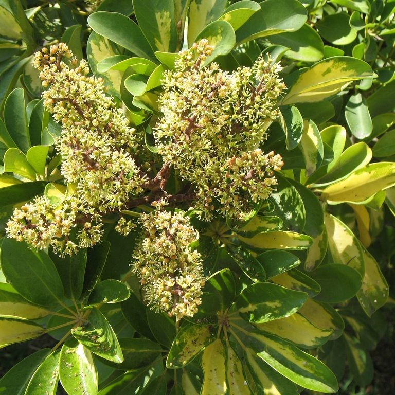 Flowering Schefflera Plants: What Do Schefflera Blooms Look Like |  Gardening Know How