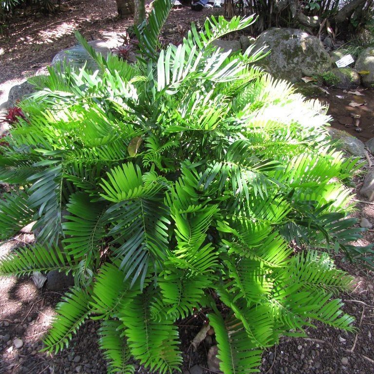 塊根植物・コーデックス Zamia floridana 277 塊根植物・コーデックス Zamia floridana 277 Zamia floridana 277