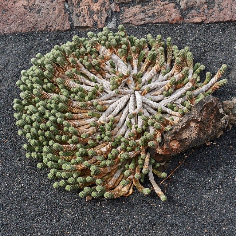 echinocereus reichenbachii caespitosus EC053: Echinocereus 