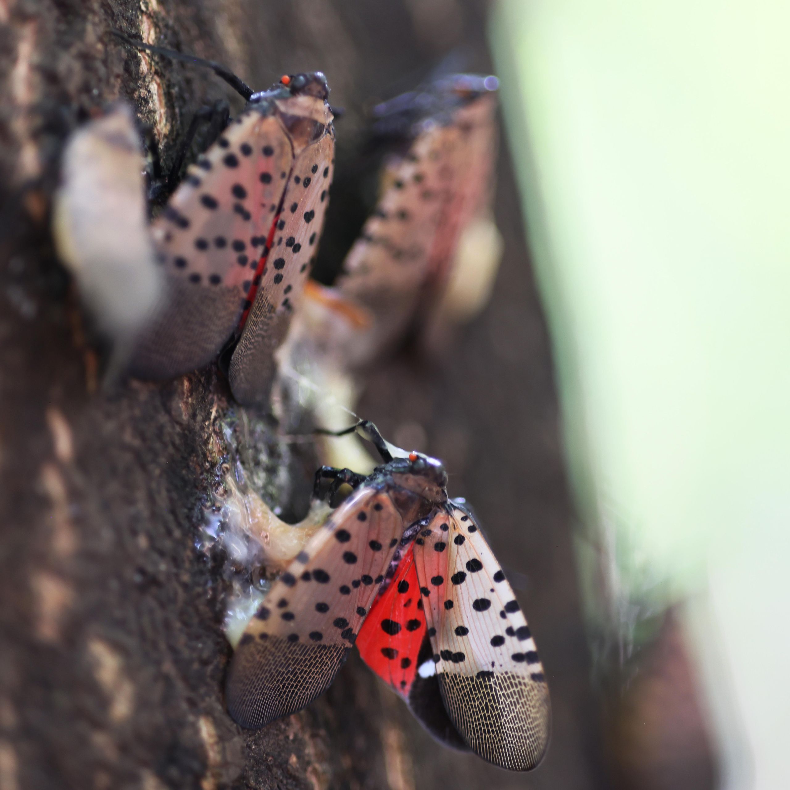 Why spotted lanternflies are back and worse than ever | The Week