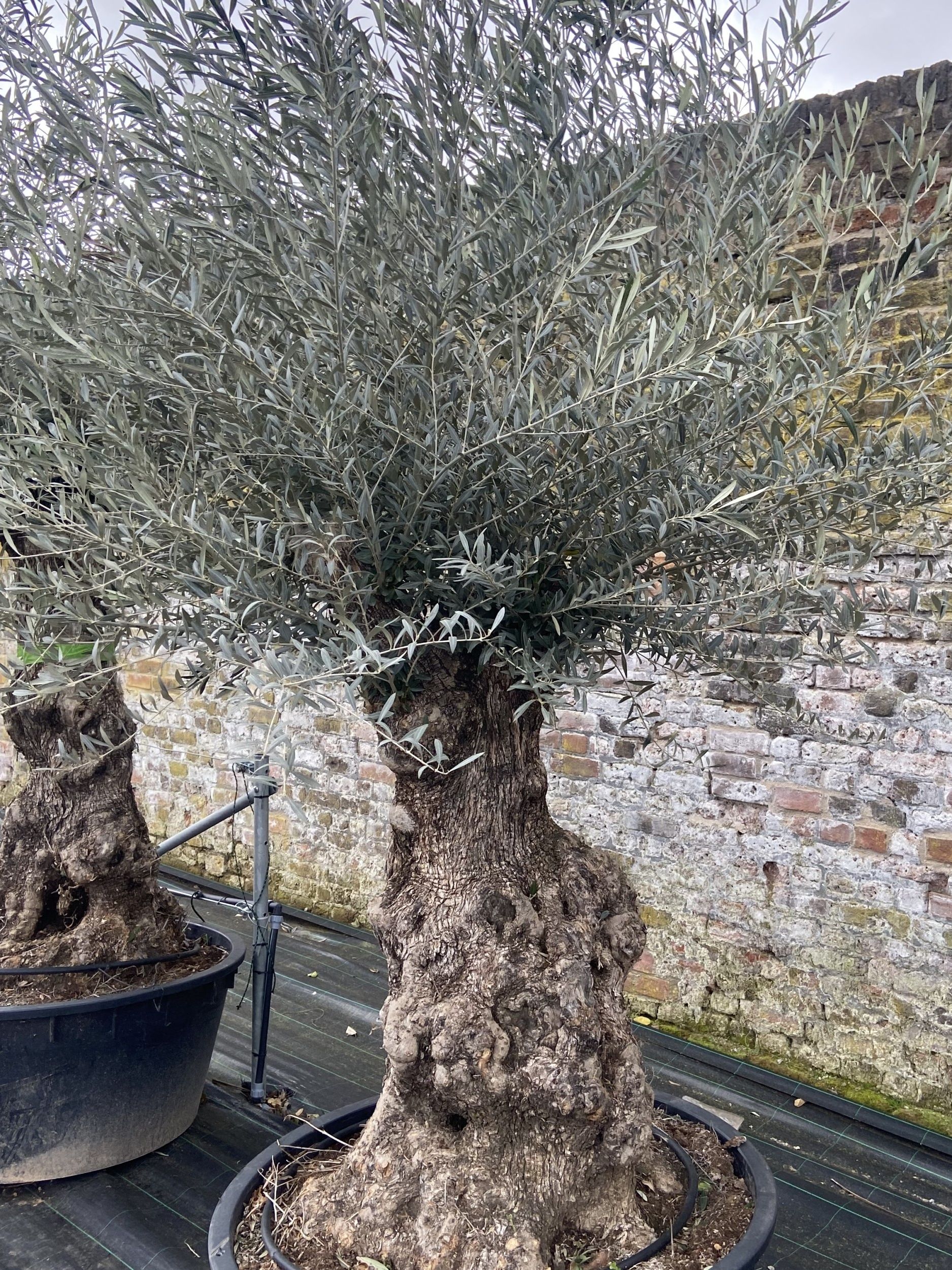 Olea Europaea - Ancient - European Olive