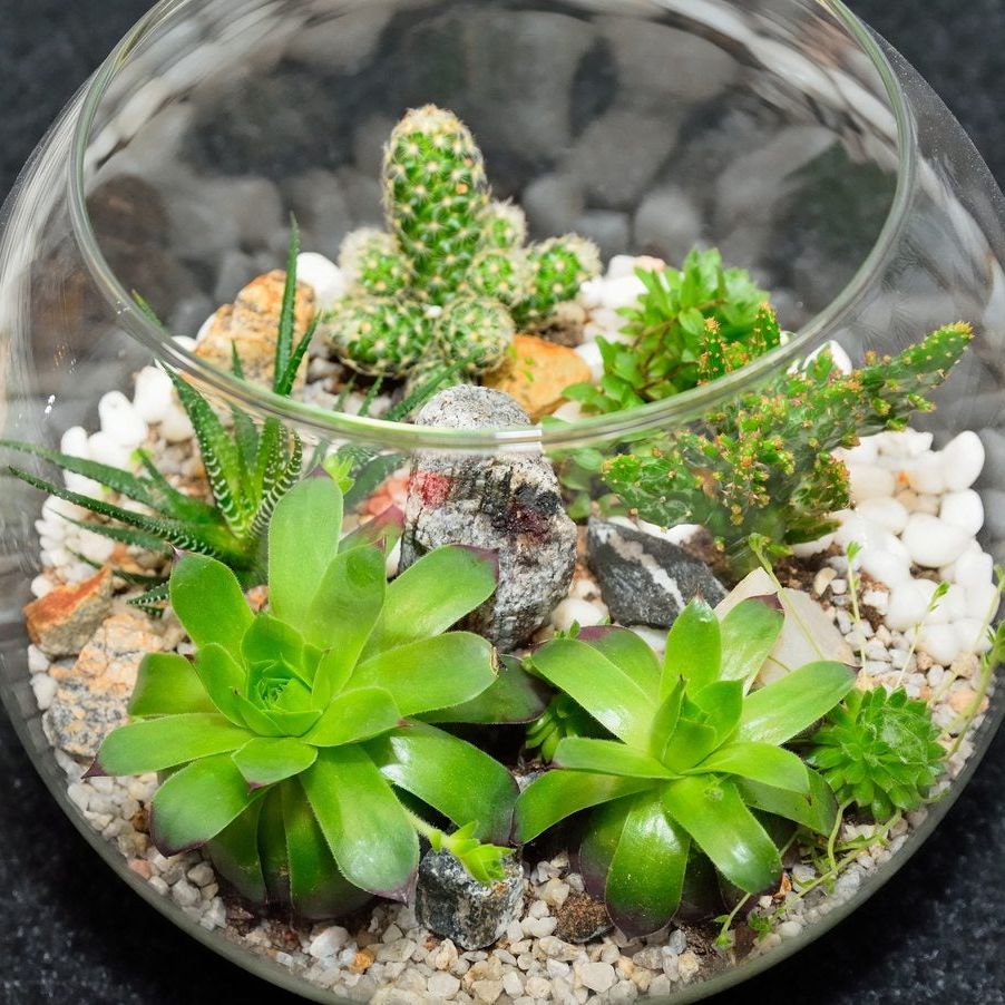 Succulent Terrarium Instructions - Learn About Growing Succulent Plants In  Terrariums | Gardening Know How
