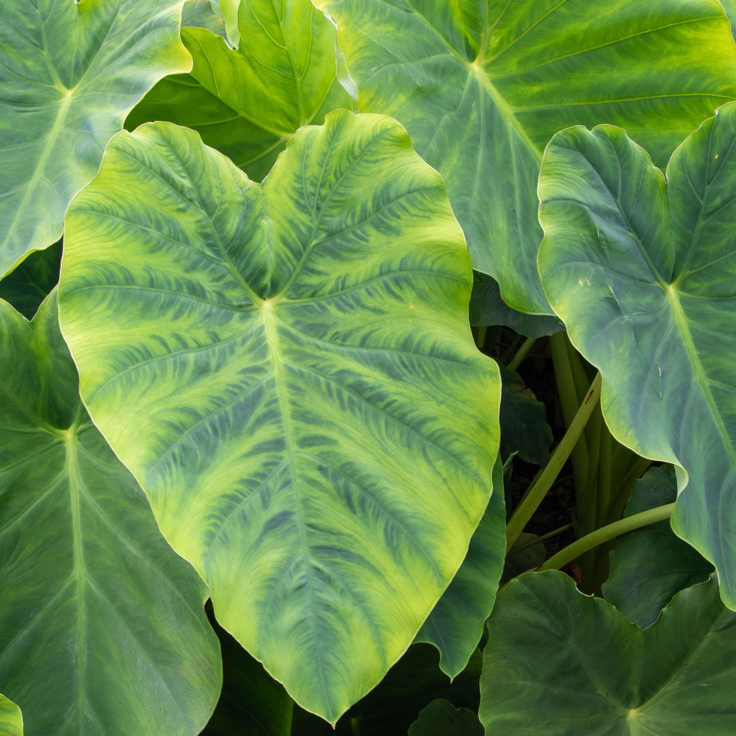 How to care for elephant ears: tips for growing colocasia | Homes and  Gardens