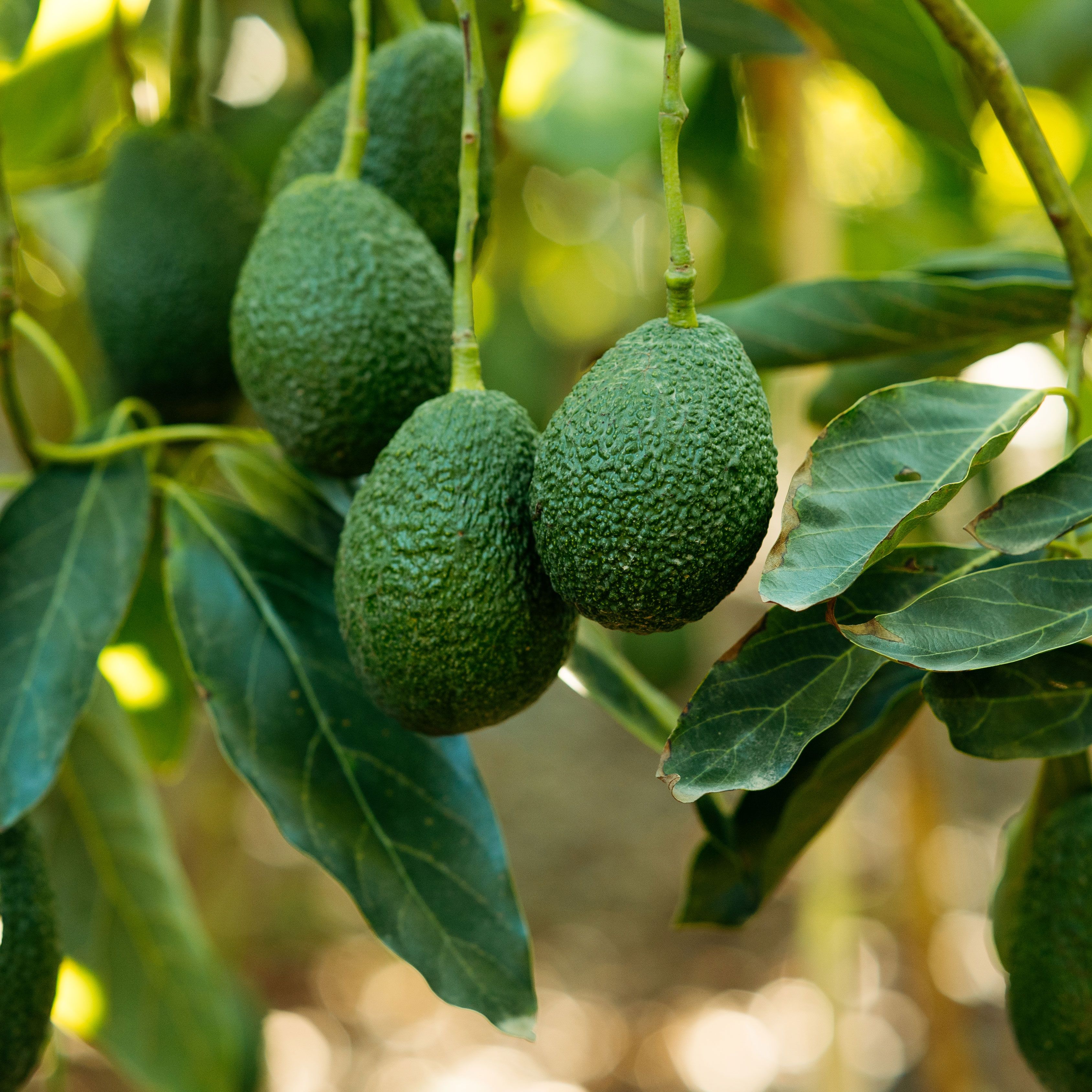 How to grow avocados: tips for growing indoors and out | Homes and Gardens