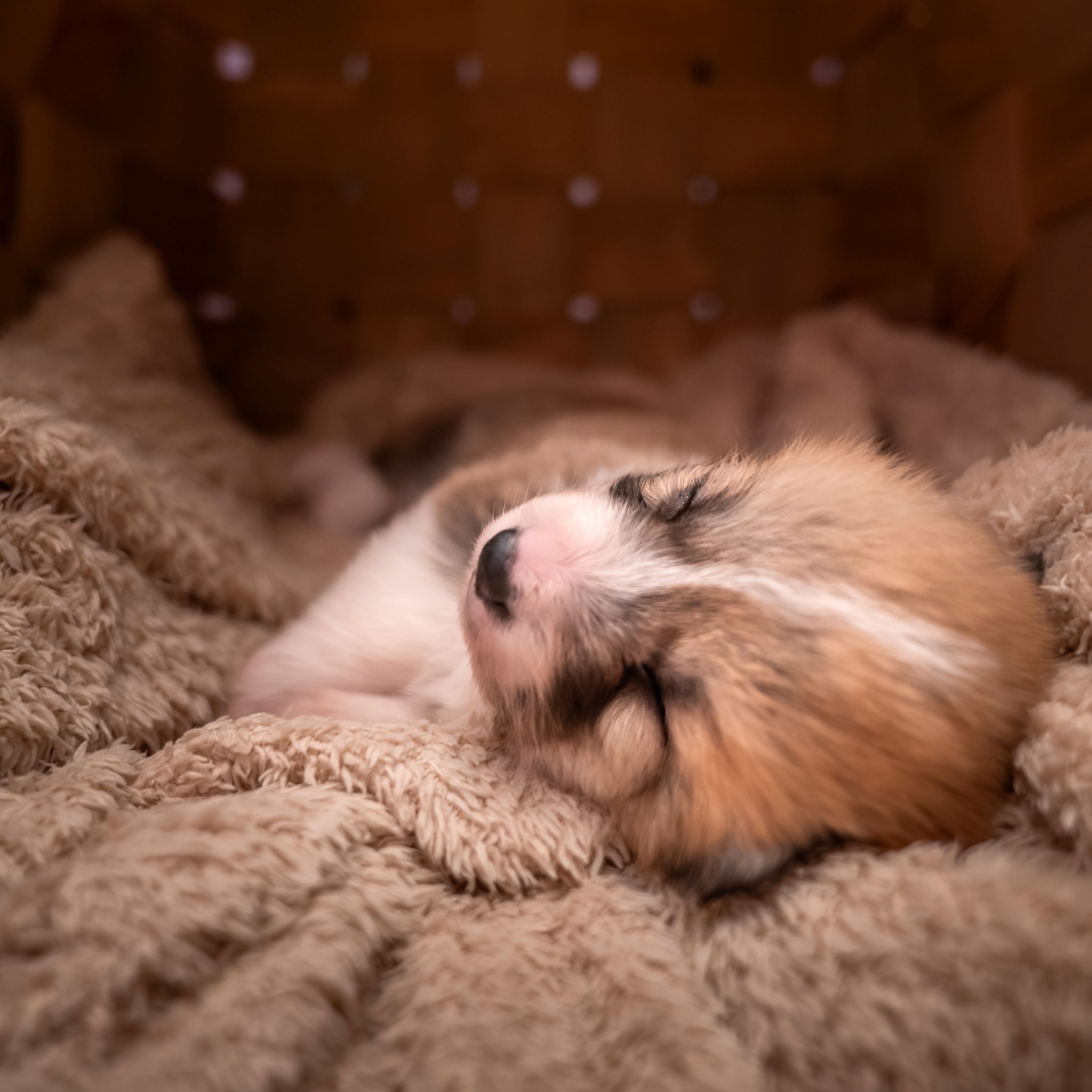 how do you make a puppy go to sleep