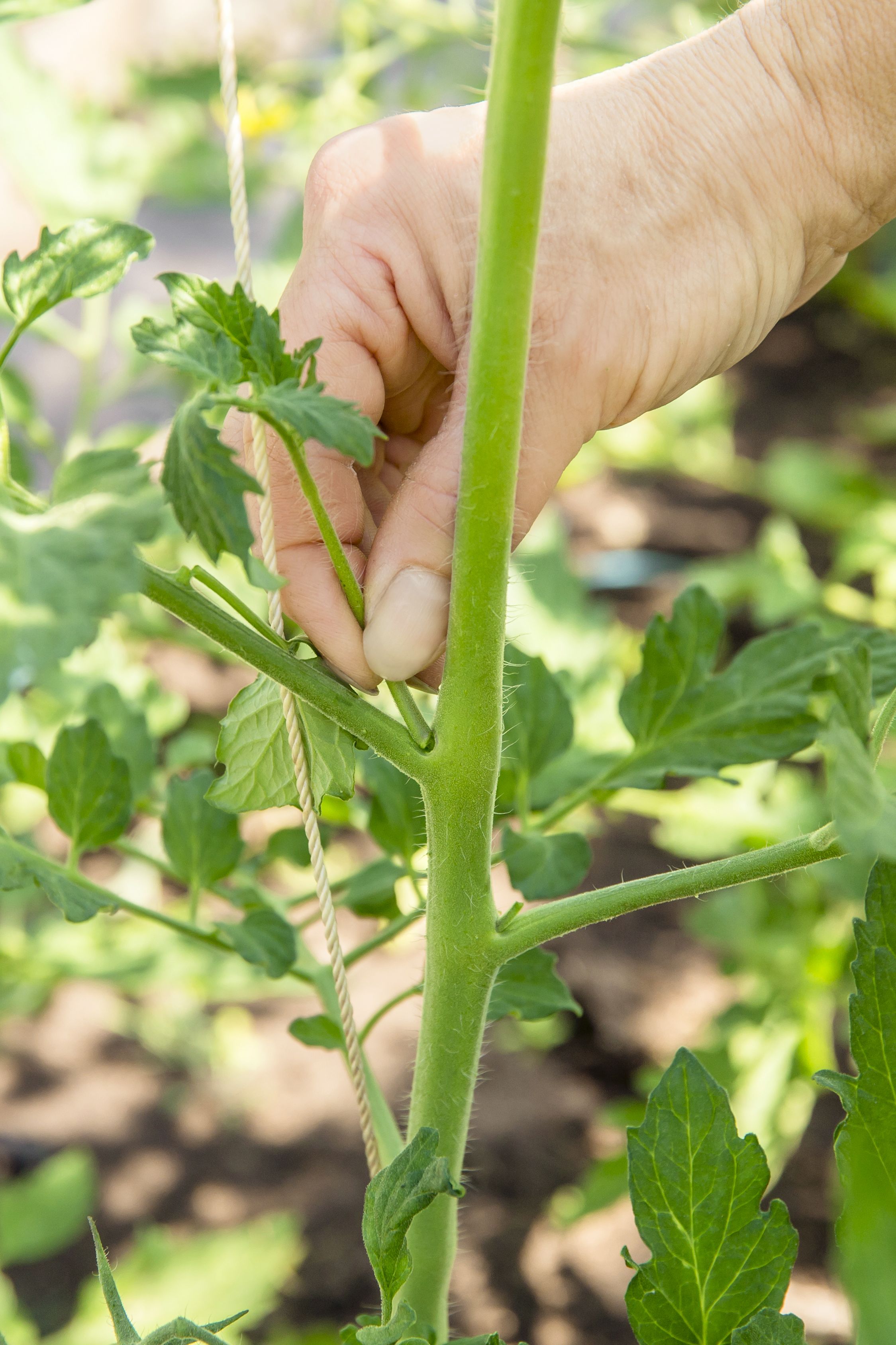 Gardener removes tomato sucker