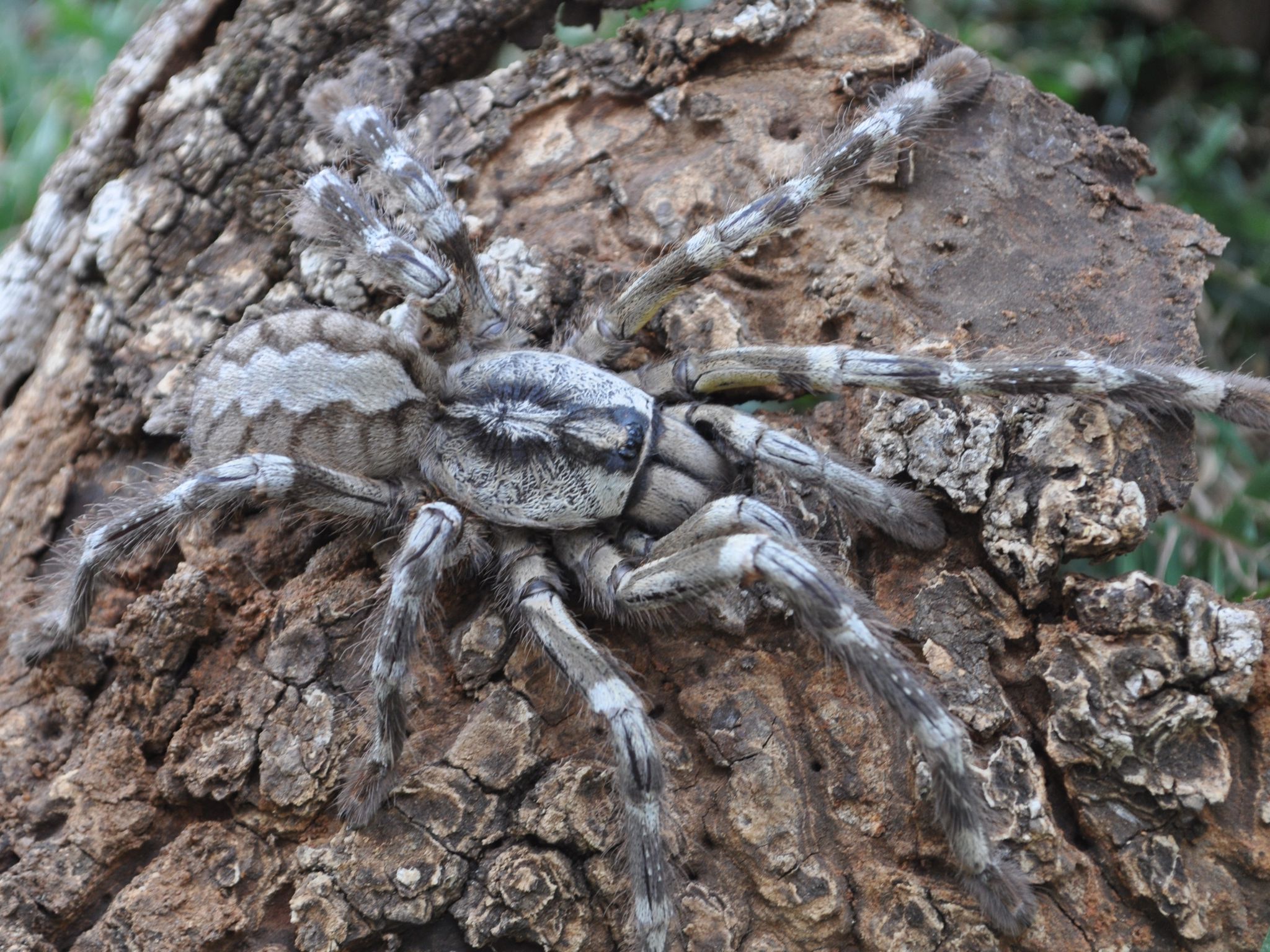 洋楽 Tarantula Amazon.co.jp: Tarantula: ミュージック