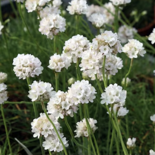 White Sea Thrift
