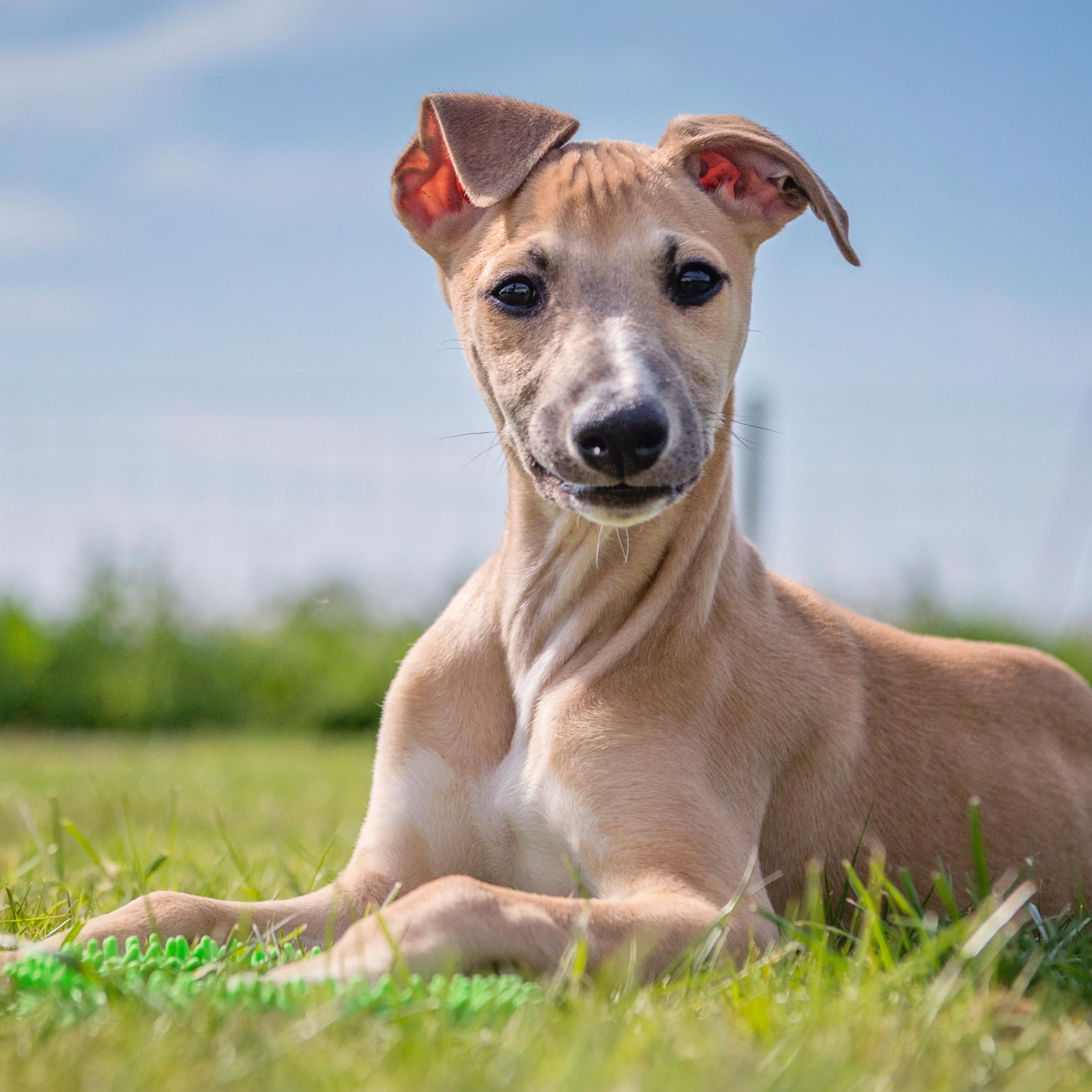 noriSTETSON Whippet ウィペット タウニー noriSTETSON Whippet