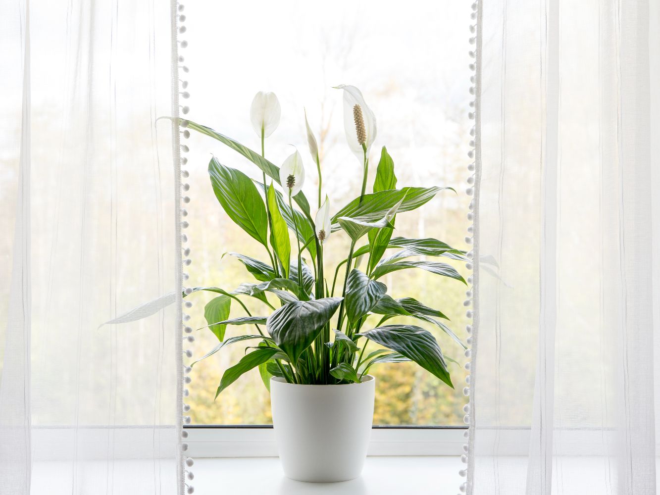 How do you revive a droopy peace lily? Fast and easy | Homes and Gardens