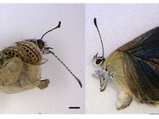 Nuclear Radiation Mutations Animals