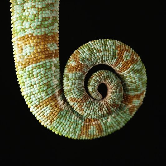 オリジナル UNEUNE ウネウネ alcicorne Madagascar オリジナル UNEUNE