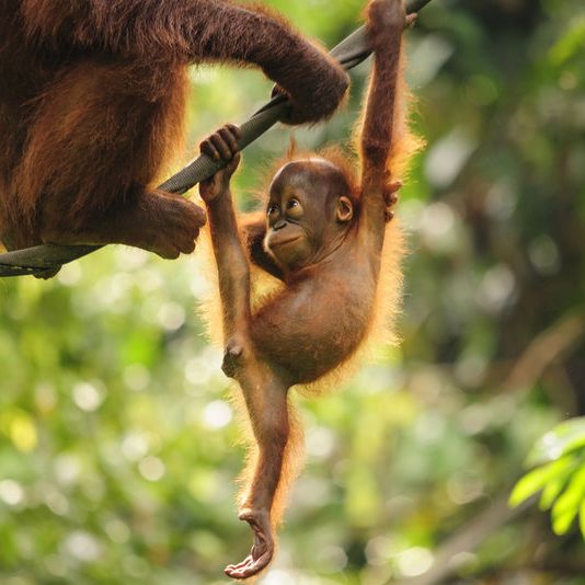 Facts About Orangutans | Live Science