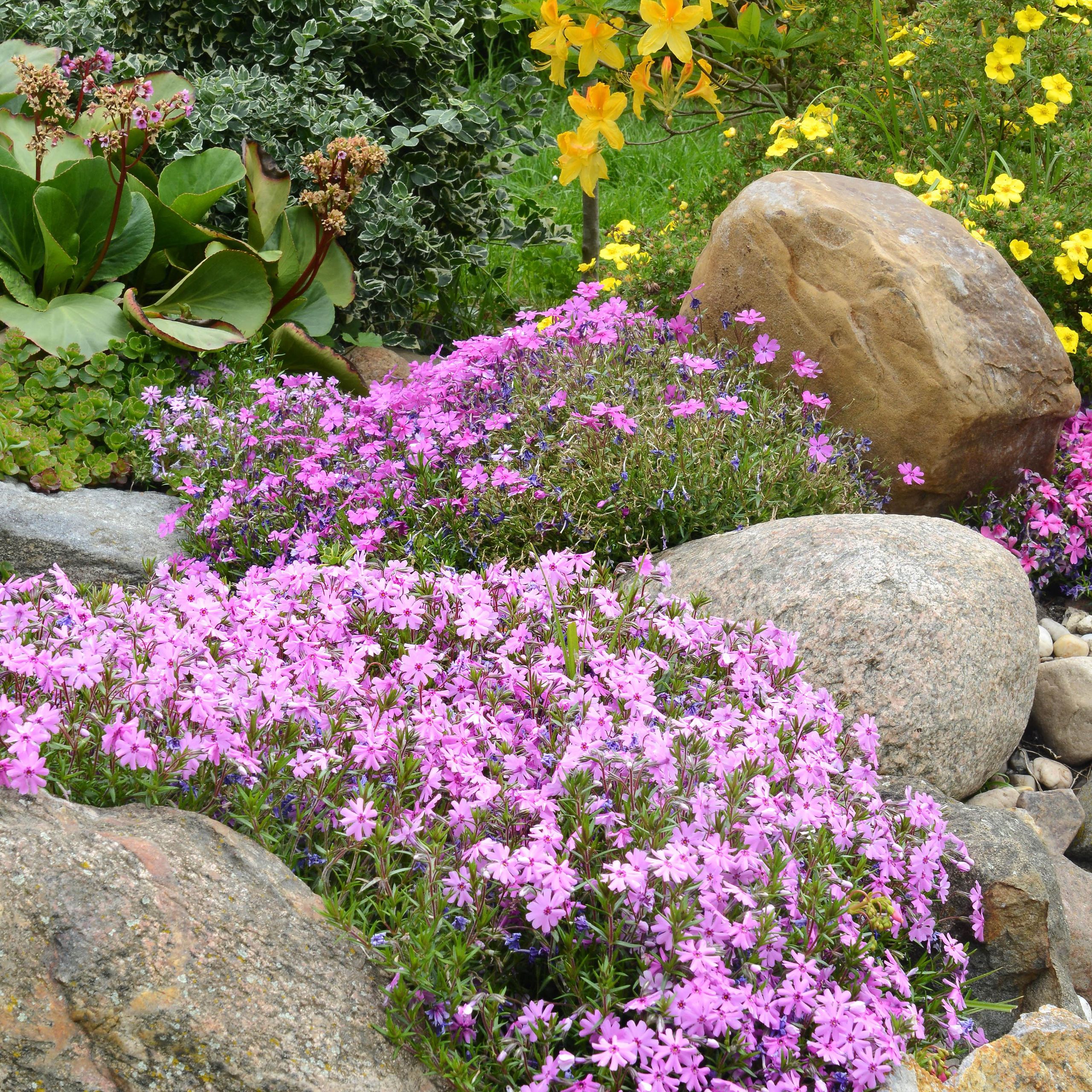 9 plants that can grow on rocks | Tom's Guide