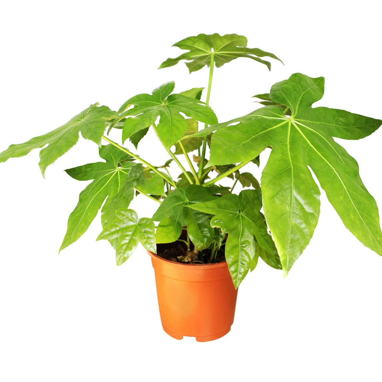 plant pots Oaxaca Terracotta Planters – Clay Imports