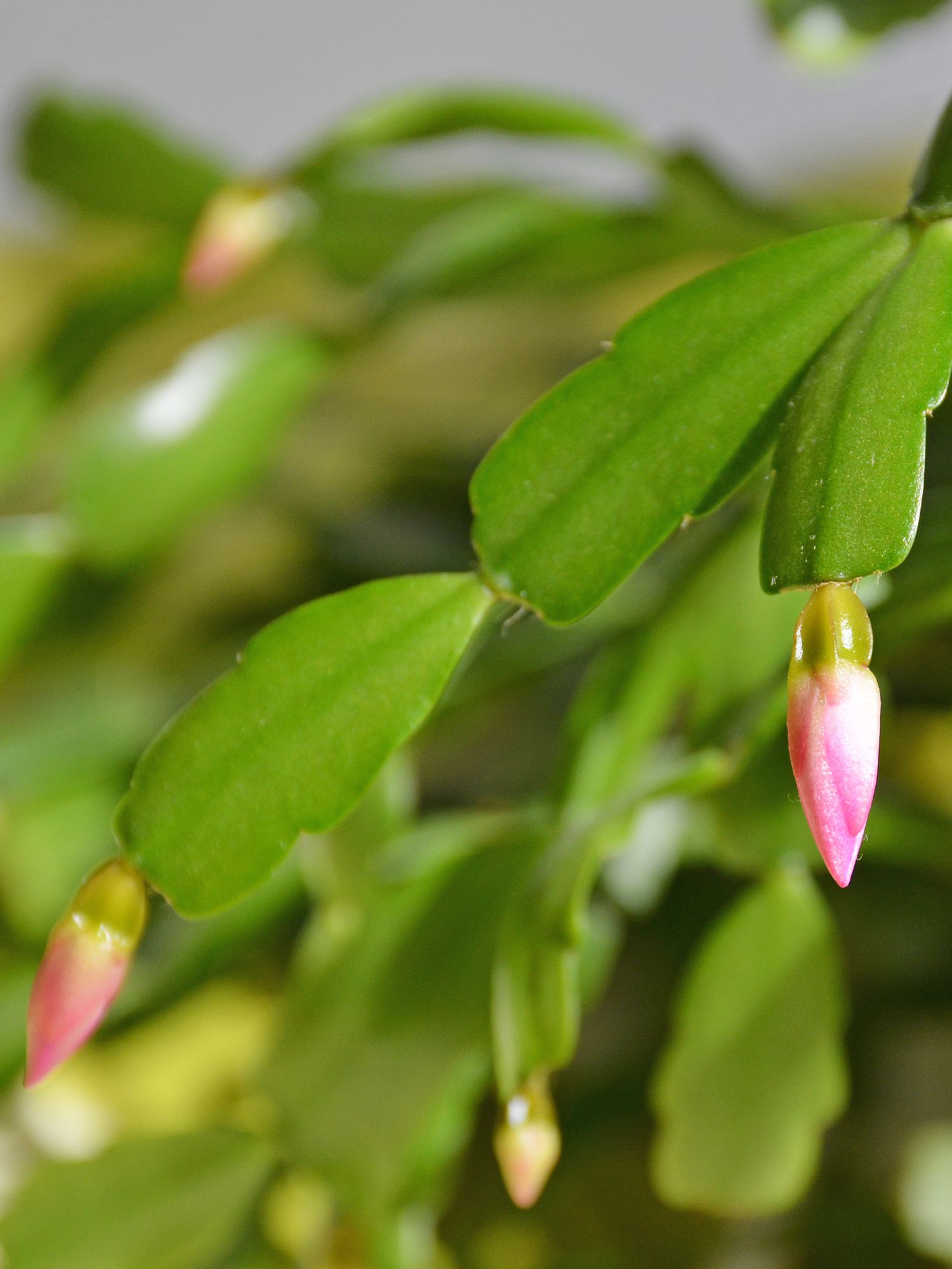 Christmas cactus flower buds