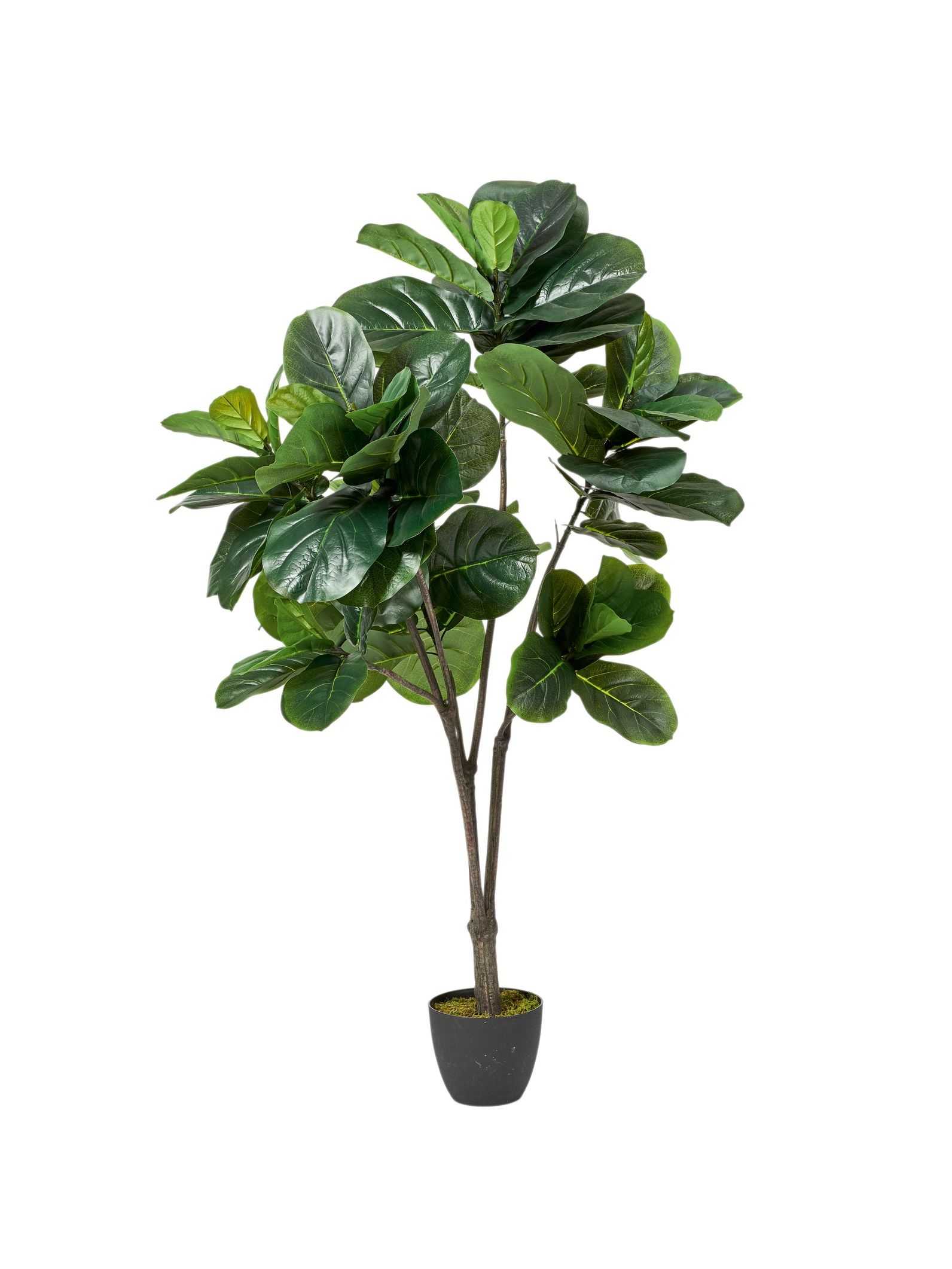 Faux Fiddle Plant - Medium - Green