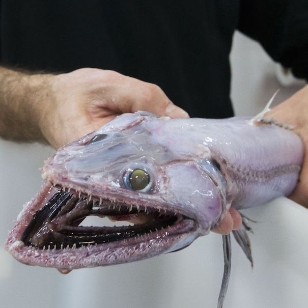 The 10 Weirdest Sea Monsters of 2017 | Live Science