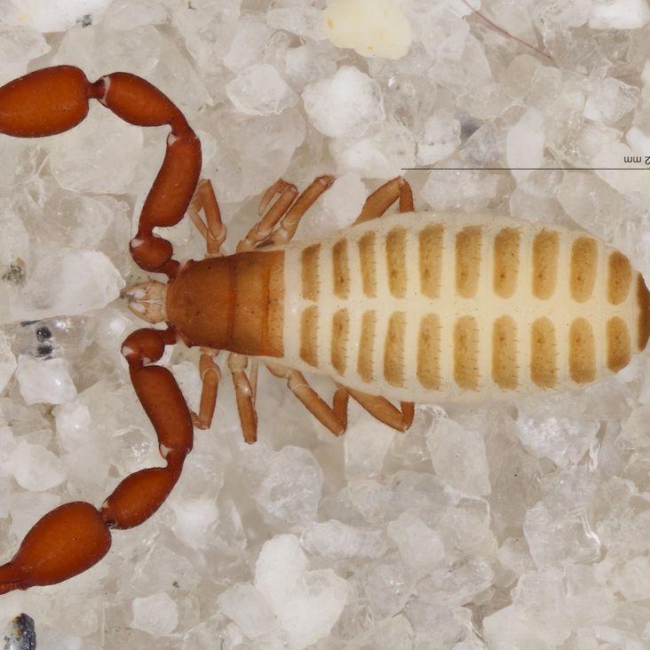 【極小象虫】Pseurapion brevirostreex.Apion Two 'Pseudoscorpions' Discovered in Grand Canyon Cave | Live Science