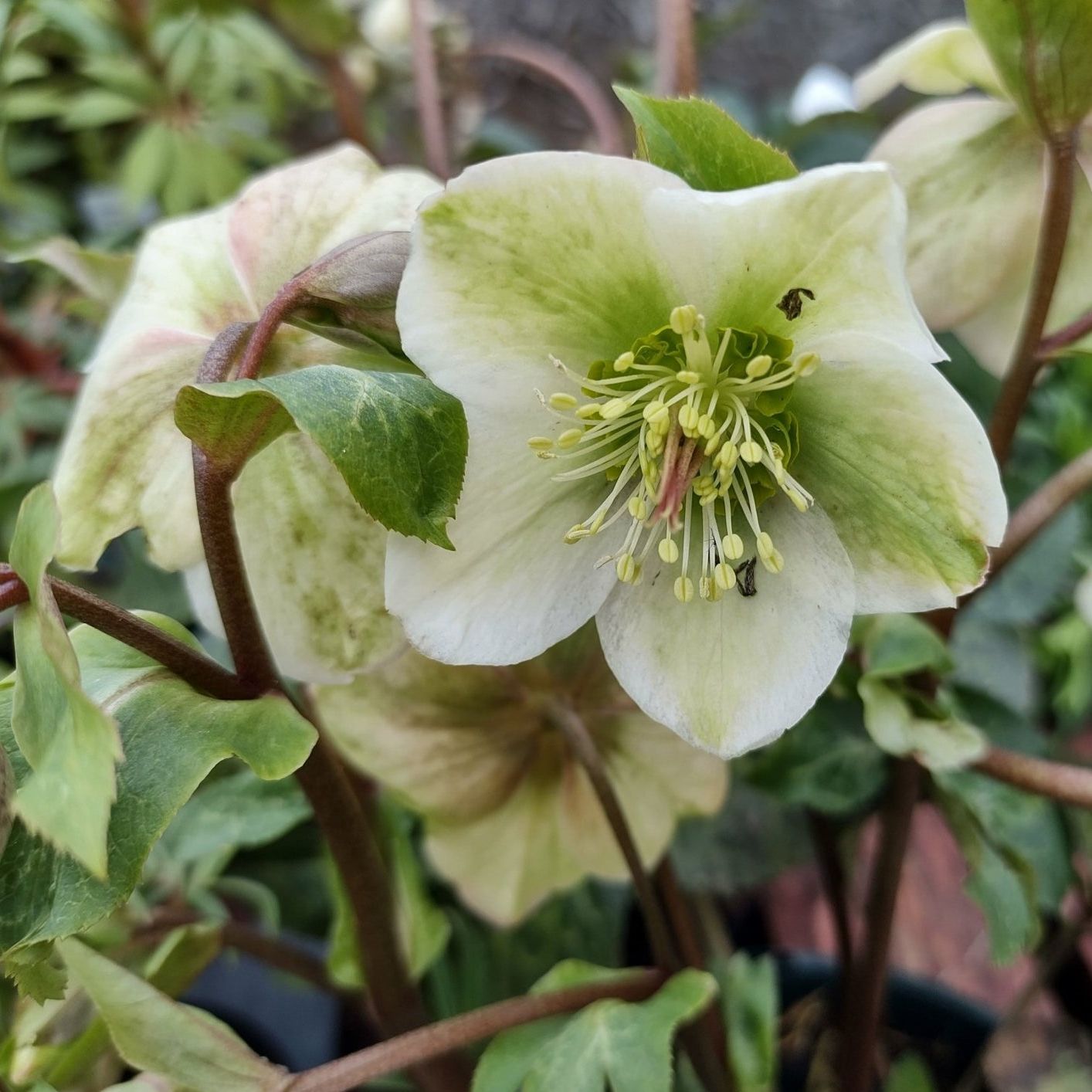 Frostkiss&amp;trade; Molly's White&amp;reg; Lenten Rose - #1 Container