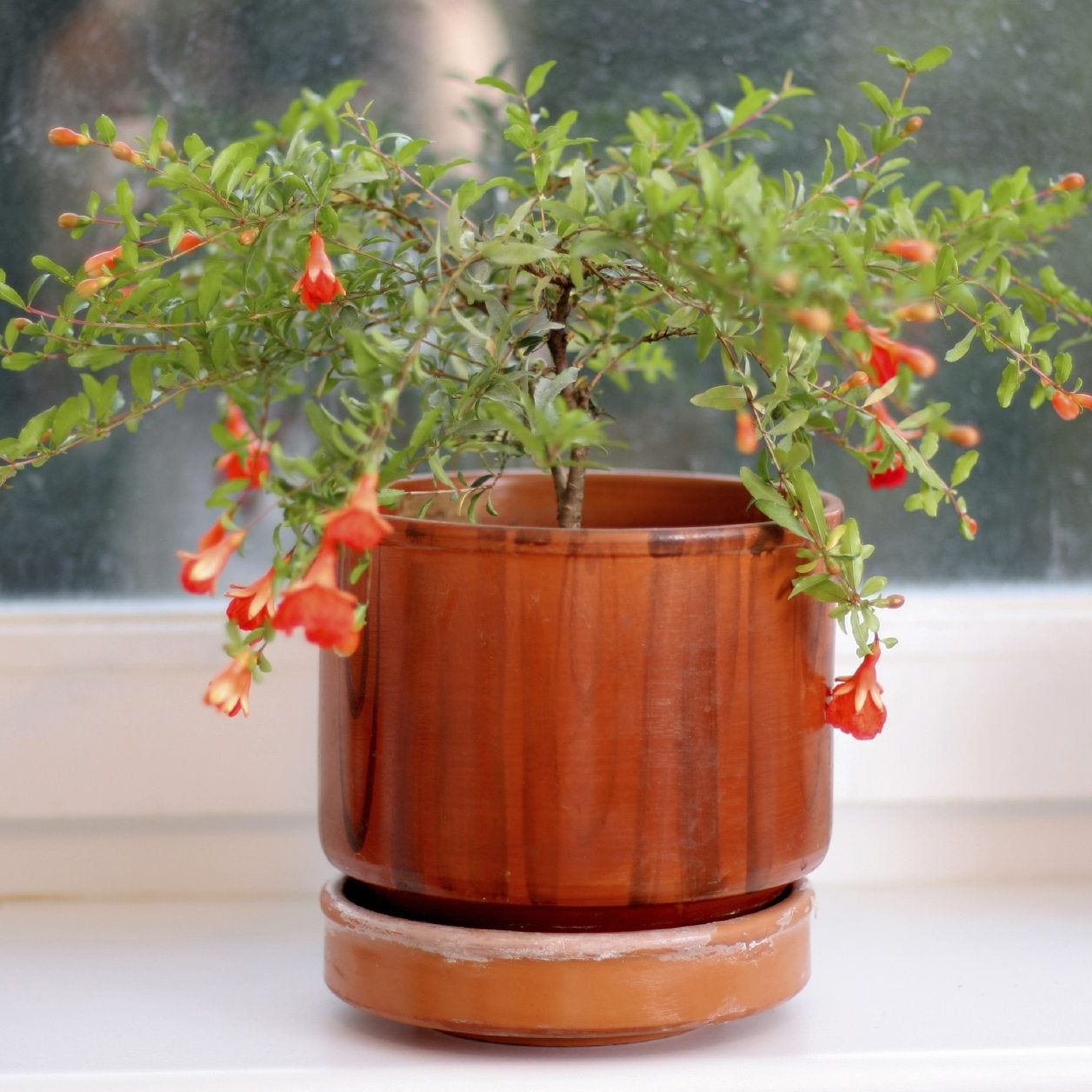 Indoor Pomegranate Tree: Tips On Growing Pomegranate Trees Indoors |  Gardening Know How