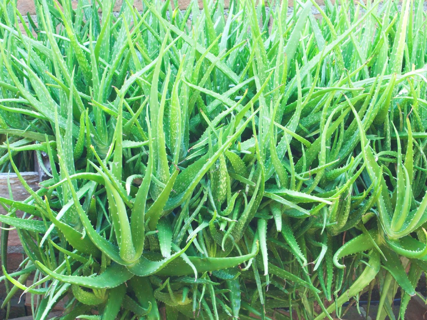 Growing Conditions For Aloes - How To Grow Aloe Plants In The Garden |  Gardening Know How