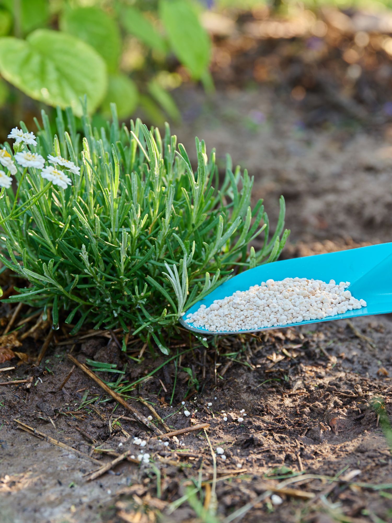 trowel full of fertilizer next to lavender plant in garden
