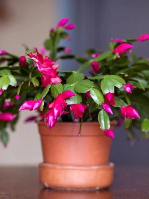 Thanksgiving Cactus