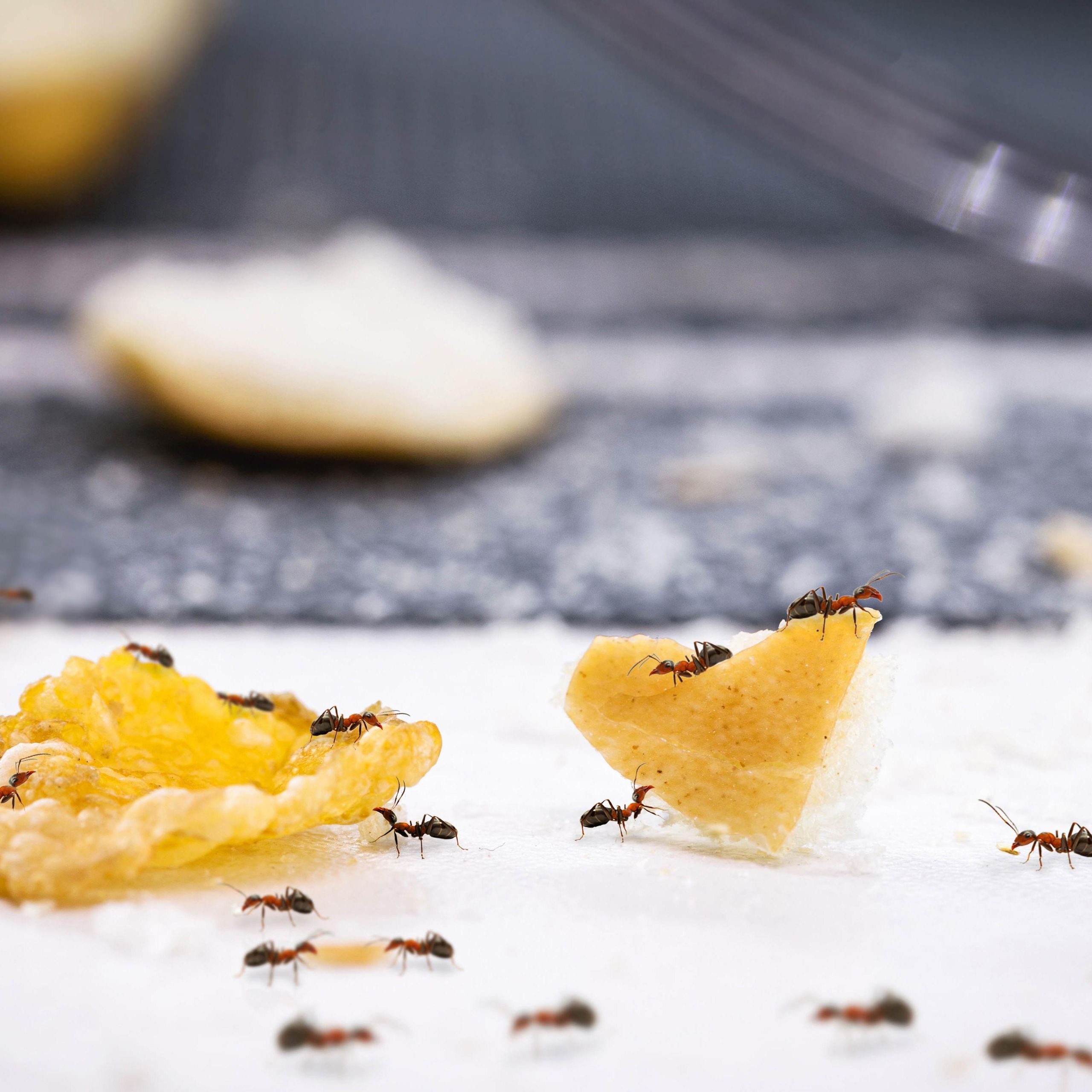 7 ant-repellent plants to keep your home pest-free | Tom's Guide