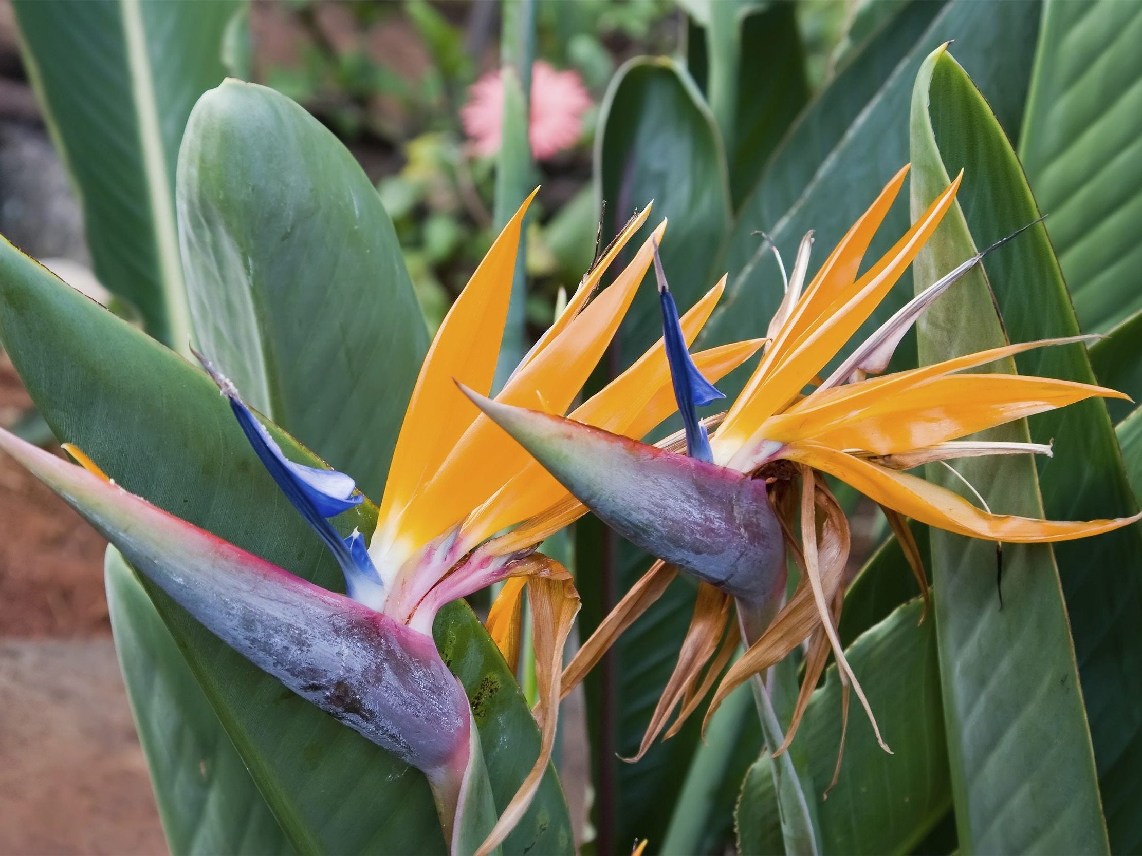Growing Bird Of Paradise Outside - How To Take Care Of Birds Of Paradise  Outdoors | Gardening Know How