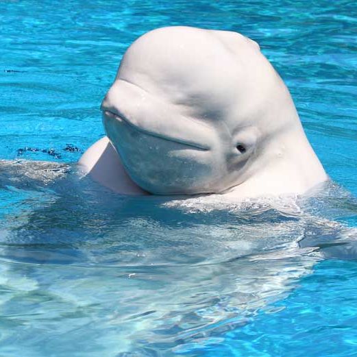 Facts About Beluga Whales | Live Science