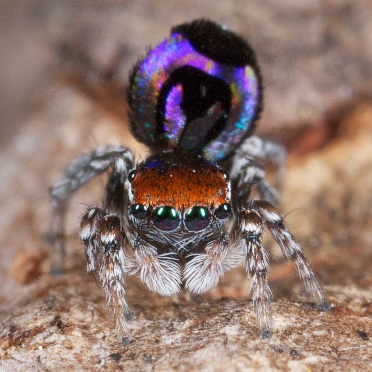 Nature's Smallest Rainbow' Found on Australian Spider's Butt