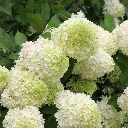 Proven Winners Colorchoice 6&amp;quot; 'limelight' Panicle Hydrangea Live Plant in 7.5&amp;quot; Pot