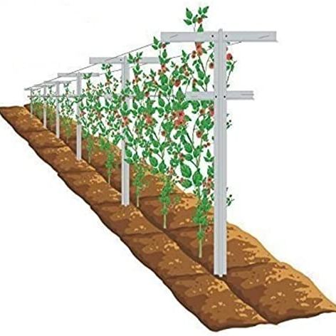 Mrgarden 7-Feet Grape Vine Trellis 2pcs for Raspberry, Grape Vines, Outdoor Climbing Plants, Heavy Duty Fiberglass Stake Vineyard Trellis Rust-Proof, Easy to Install Garden Trellis