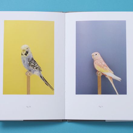 An Incomplete Dictionary of Show Birds - Luke Stephenson