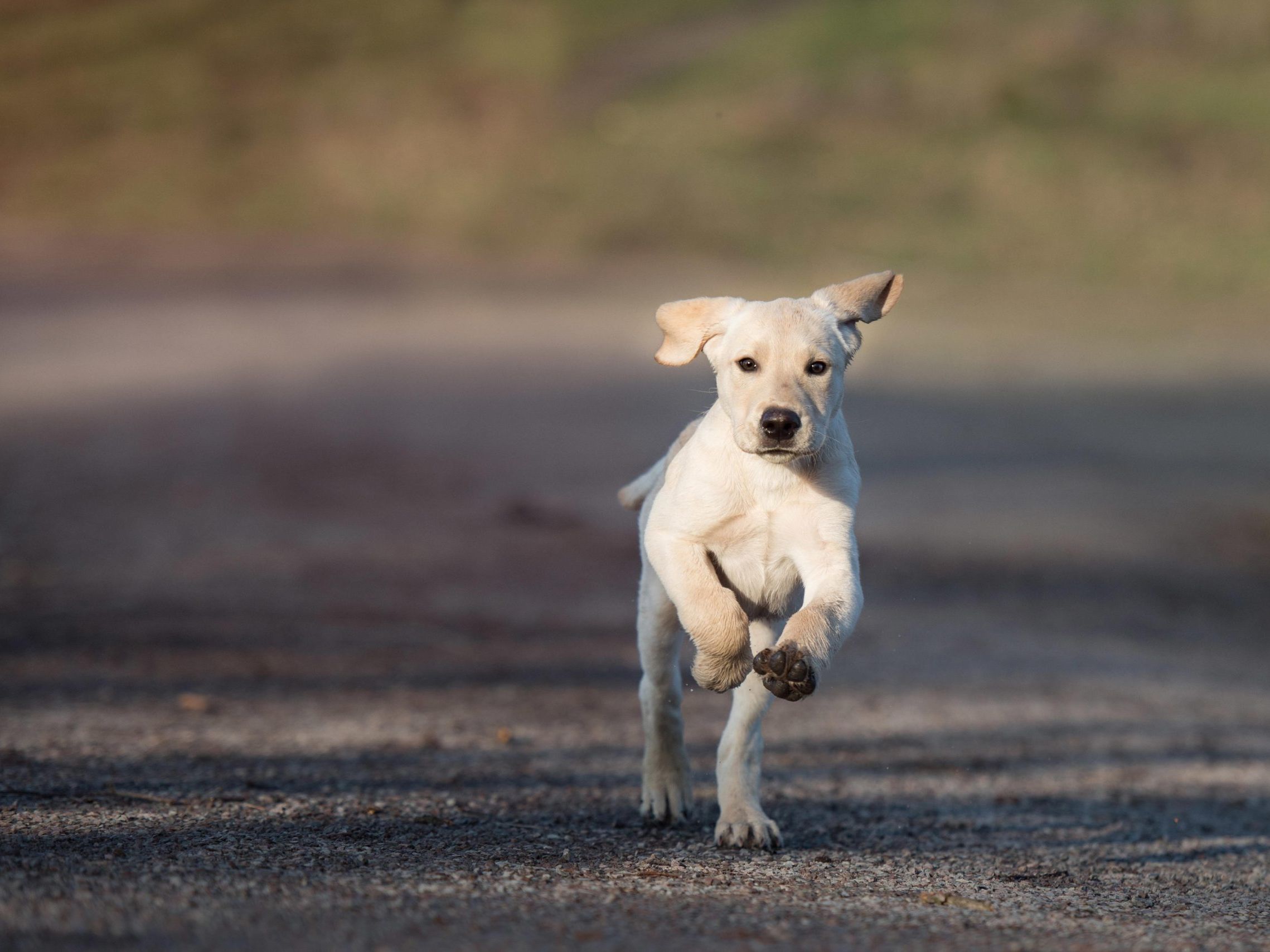 Dog Chasing Off Owner Chasing Dog