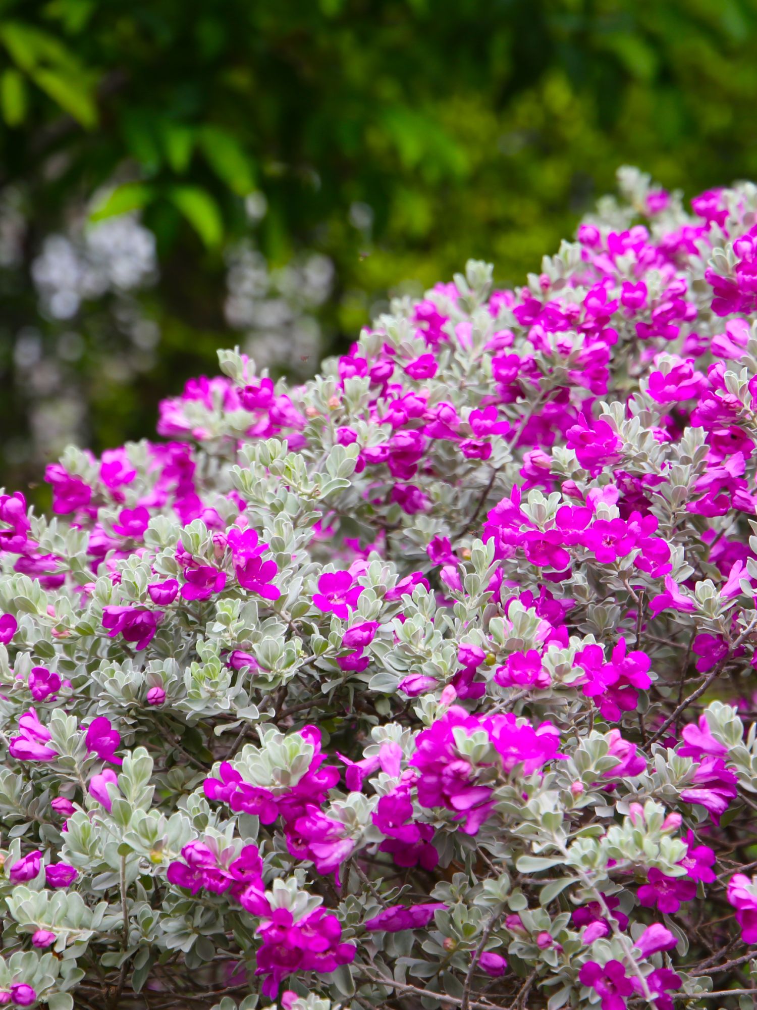 texas sage bush