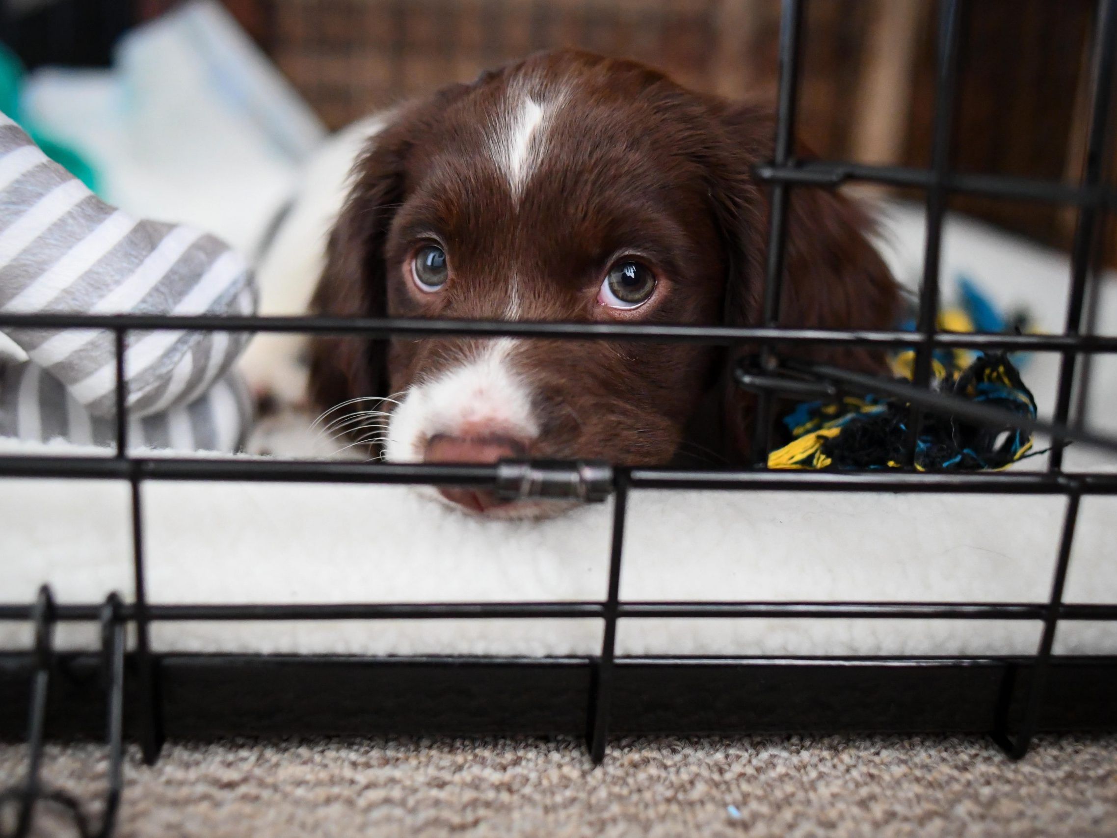 how long do puppies cry in their crate