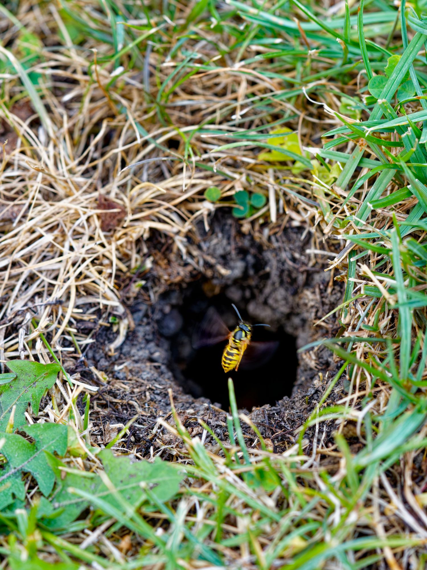 yellowjacket wasp flying into underground nest hole