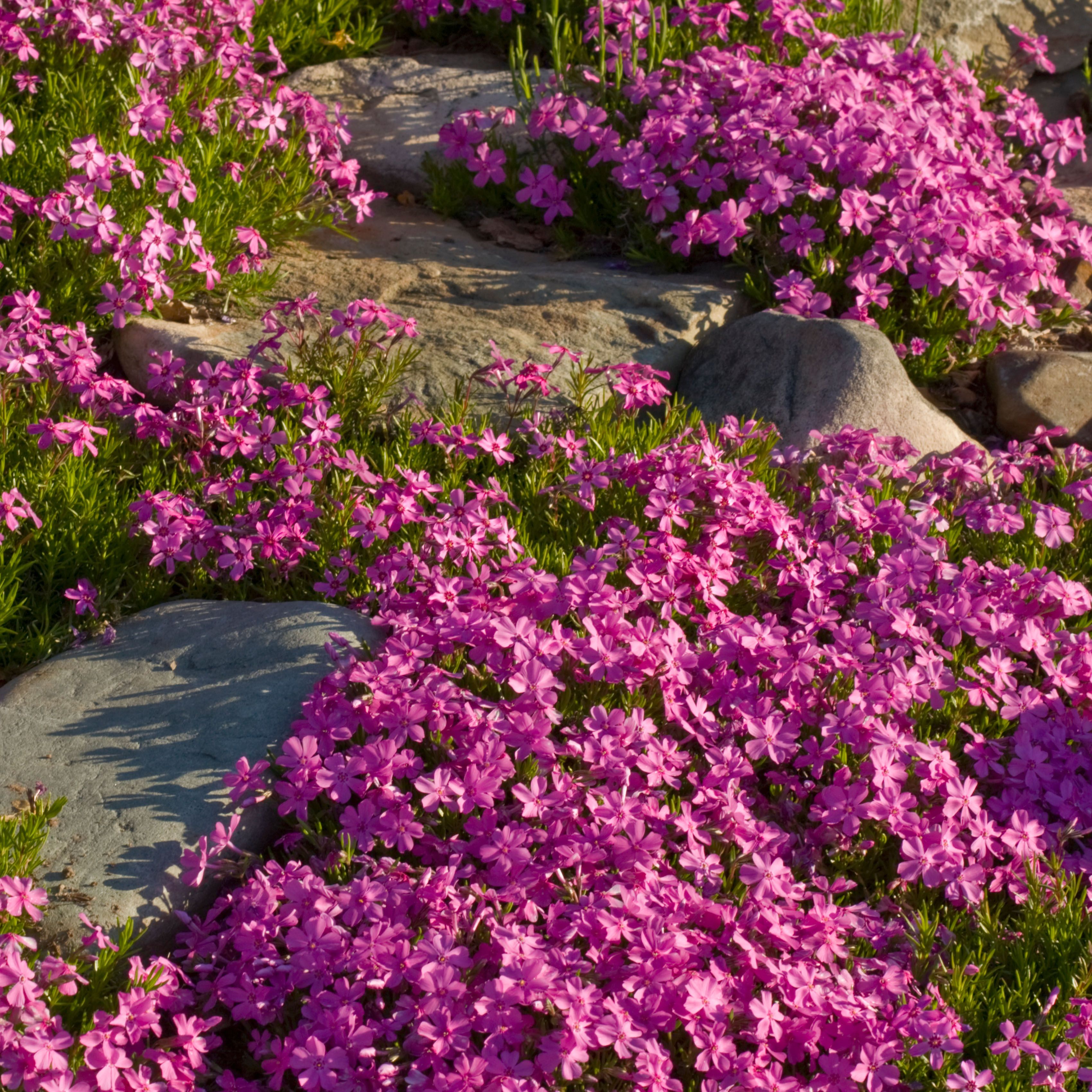 Flowering creeping phlox in a rock garden