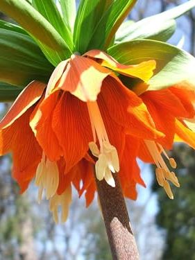 Fritillaria Imperialis Rubra Maxima Bulbs for Planting - Easy to Grow Orange, Yellow Flowers (3 Bulbs)