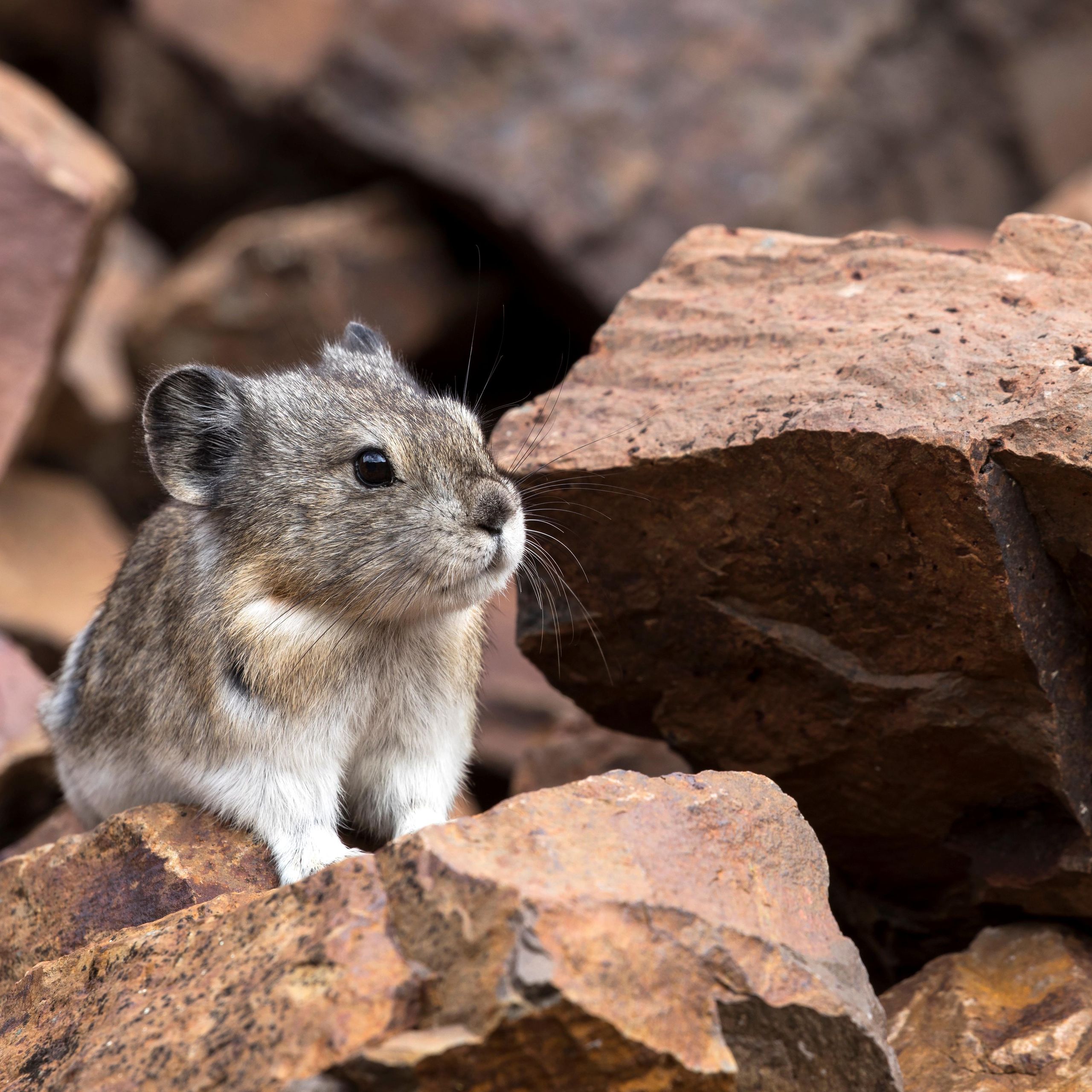 What is a pika? Meet the adorable gatekeepers of the high country
