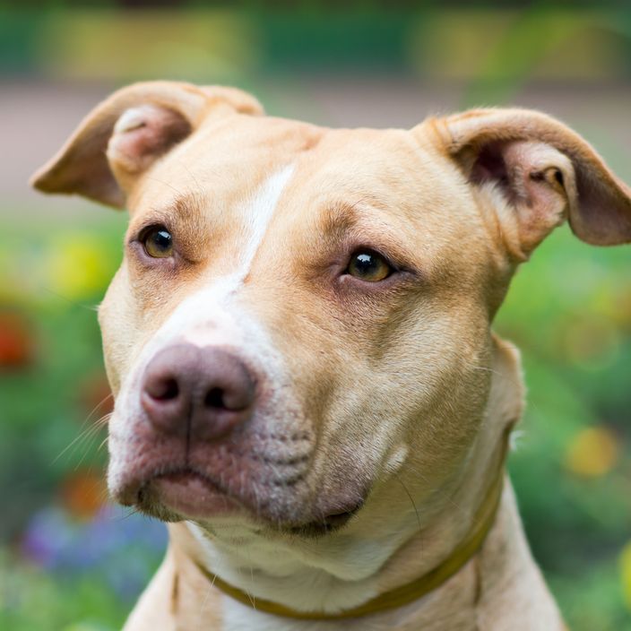 Are Pit Bulls Dangerous | Dog Bite Statistics | Live Science
